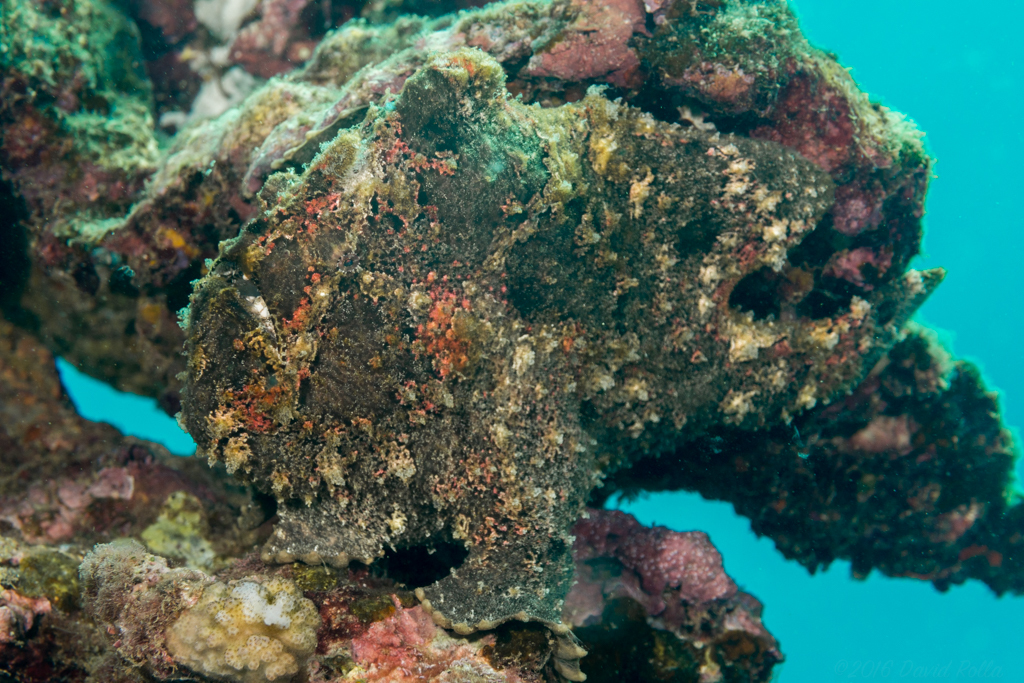 Giant Frogfish