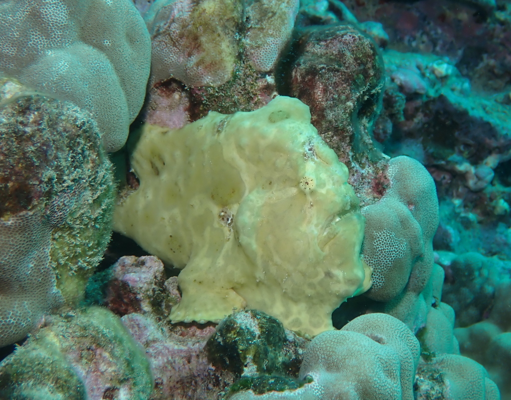 Giant Frogfish