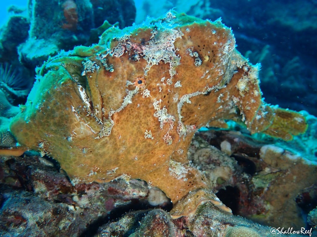 Giant Frogfish