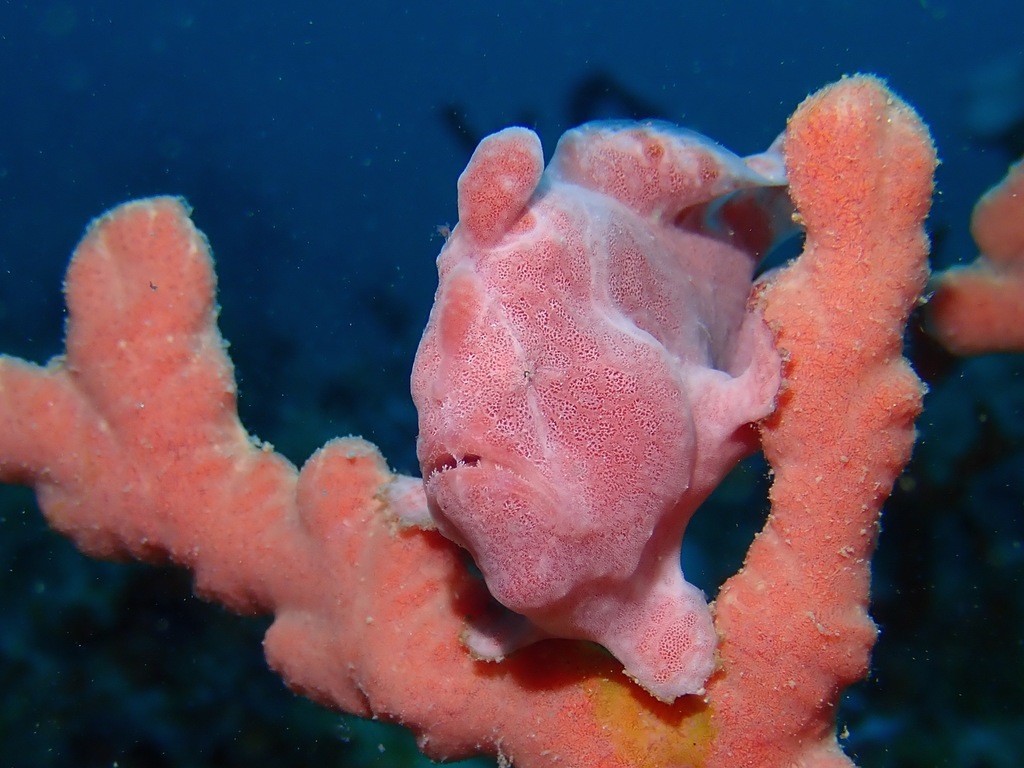 Giant Frogfish