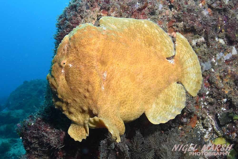 Giant Frogfish