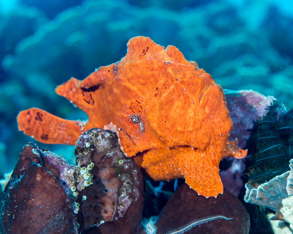 Giant Frogfish