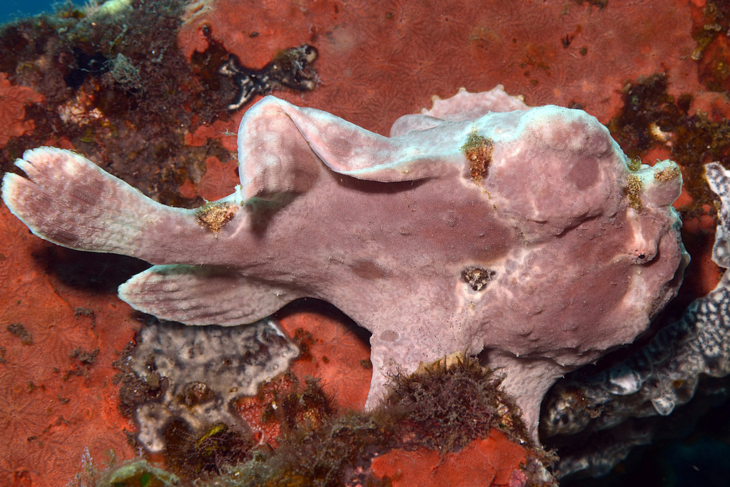 Giant Frogfish