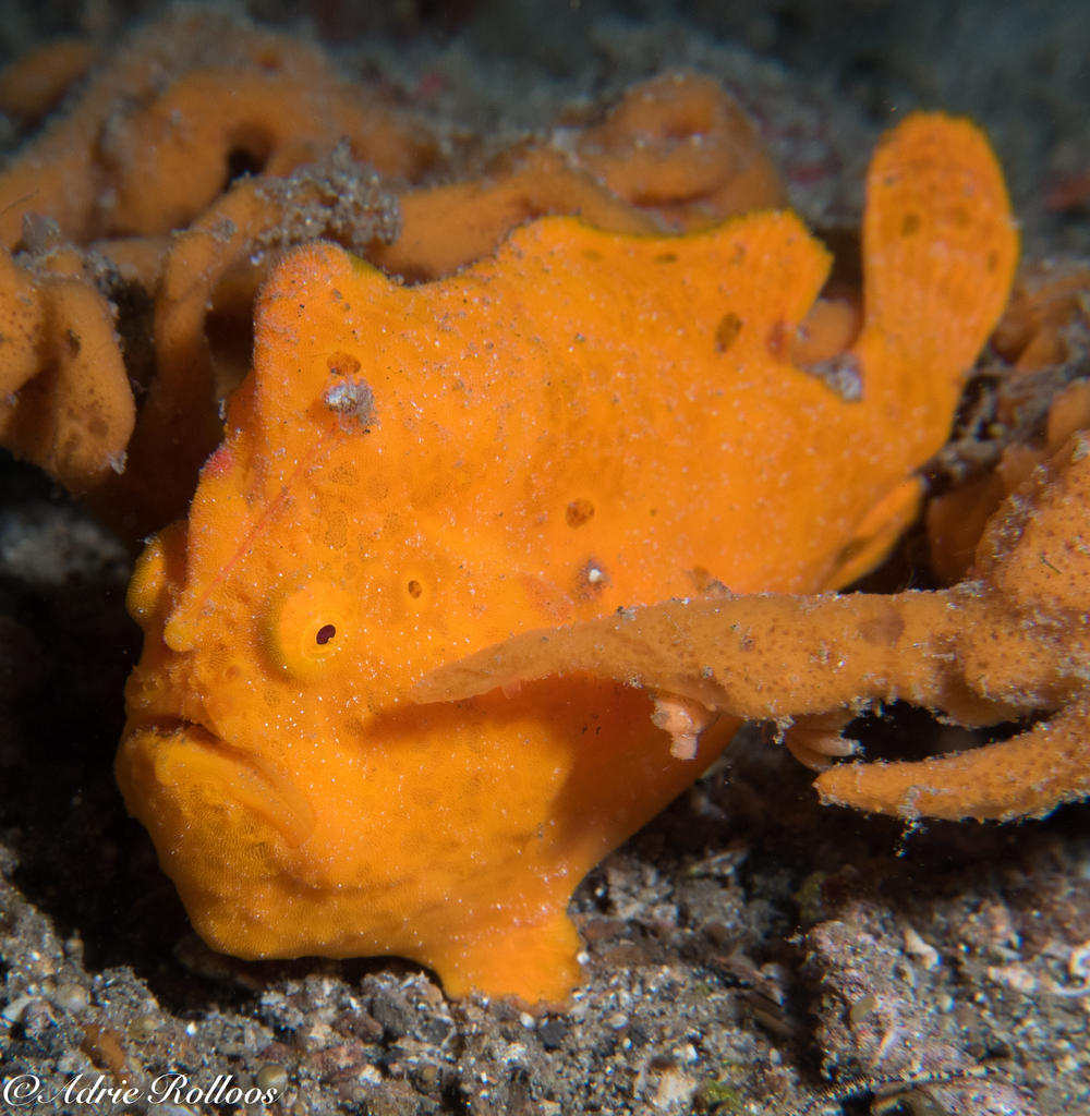 Giant Frogfish