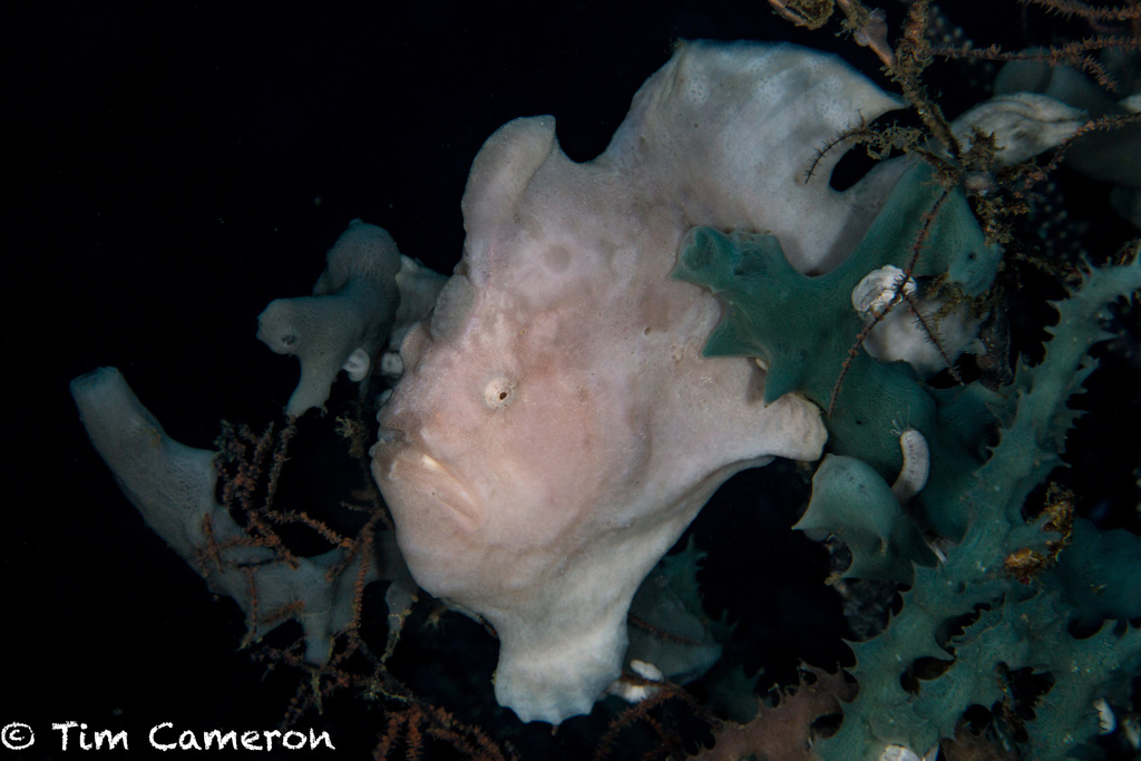Giant Frogfish