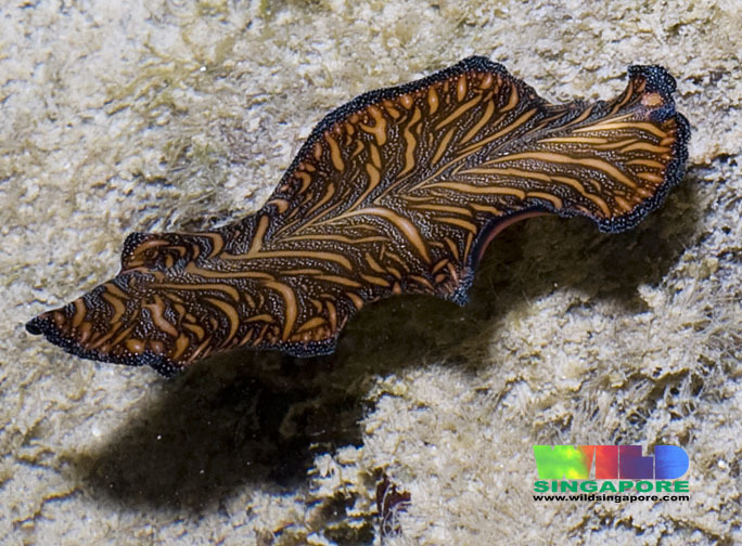 Persian Carpet Flatworm