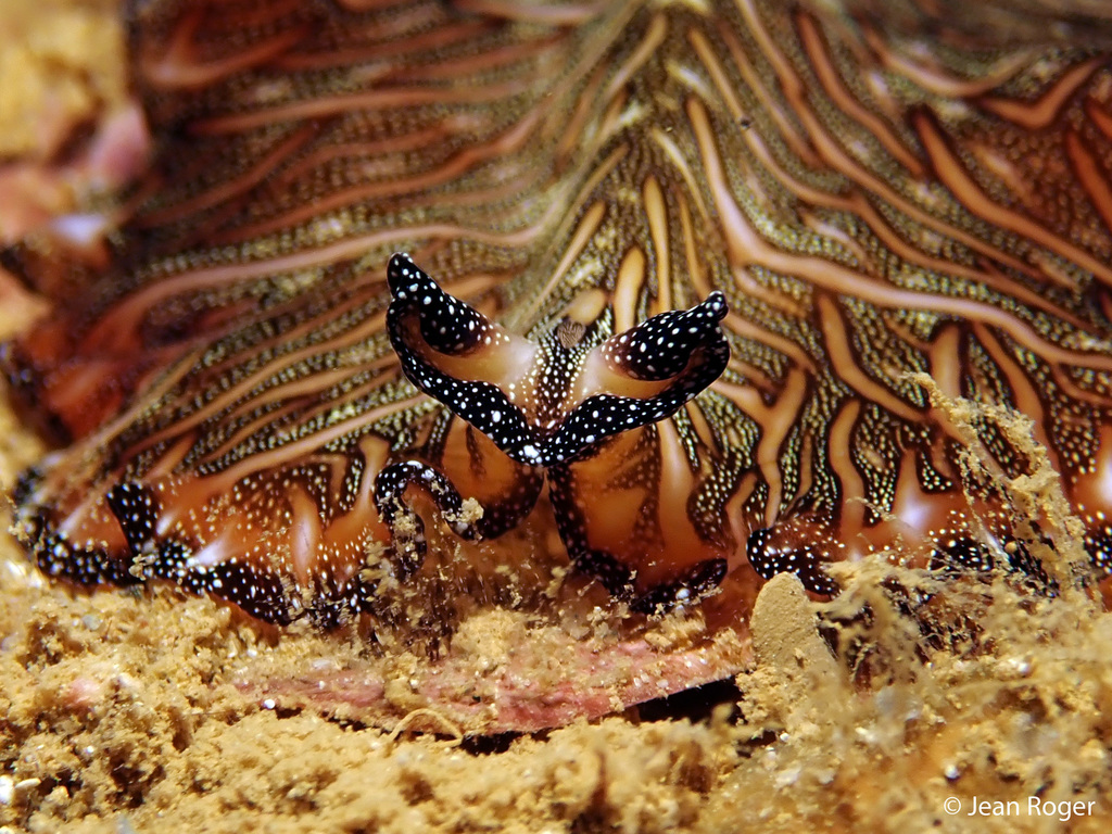 Persian Carpet Flatworm