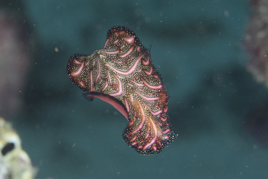 Persian Carpet Flatworm