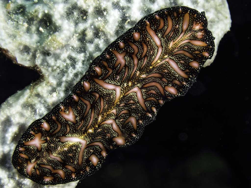 Persian Carpet Flatworm