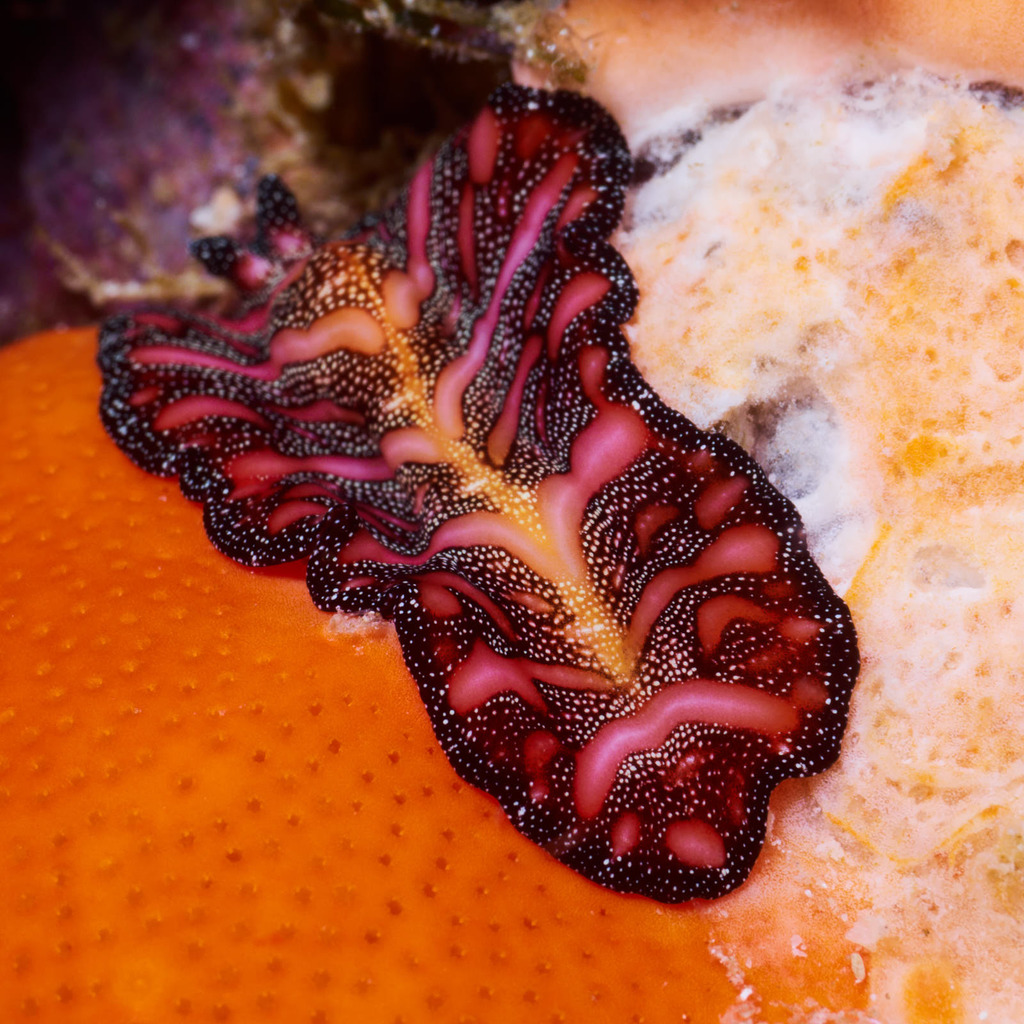 Persian Carpet Flatworm