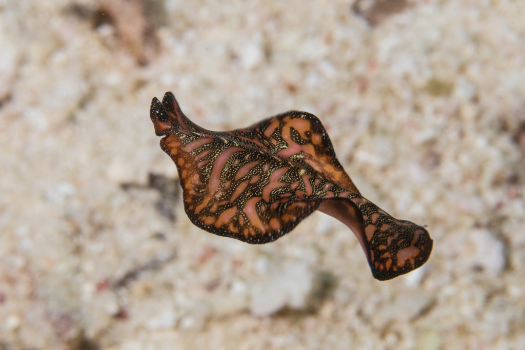 Persian Carpet Flatworm