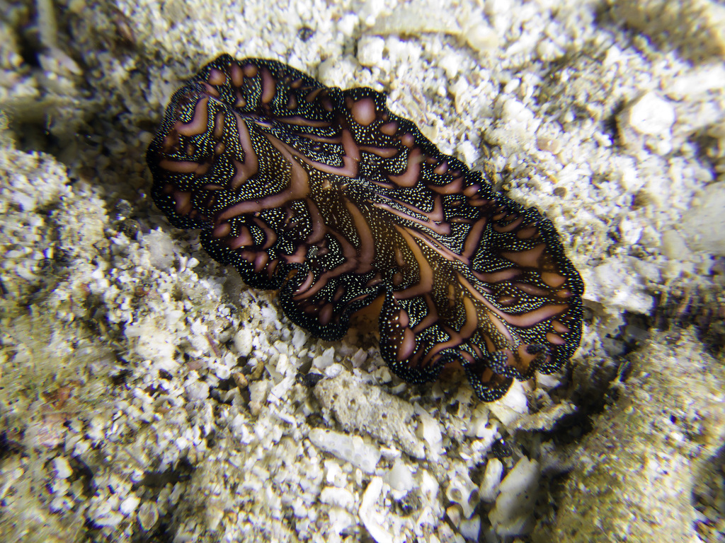 Persian Carpet Flatworm
