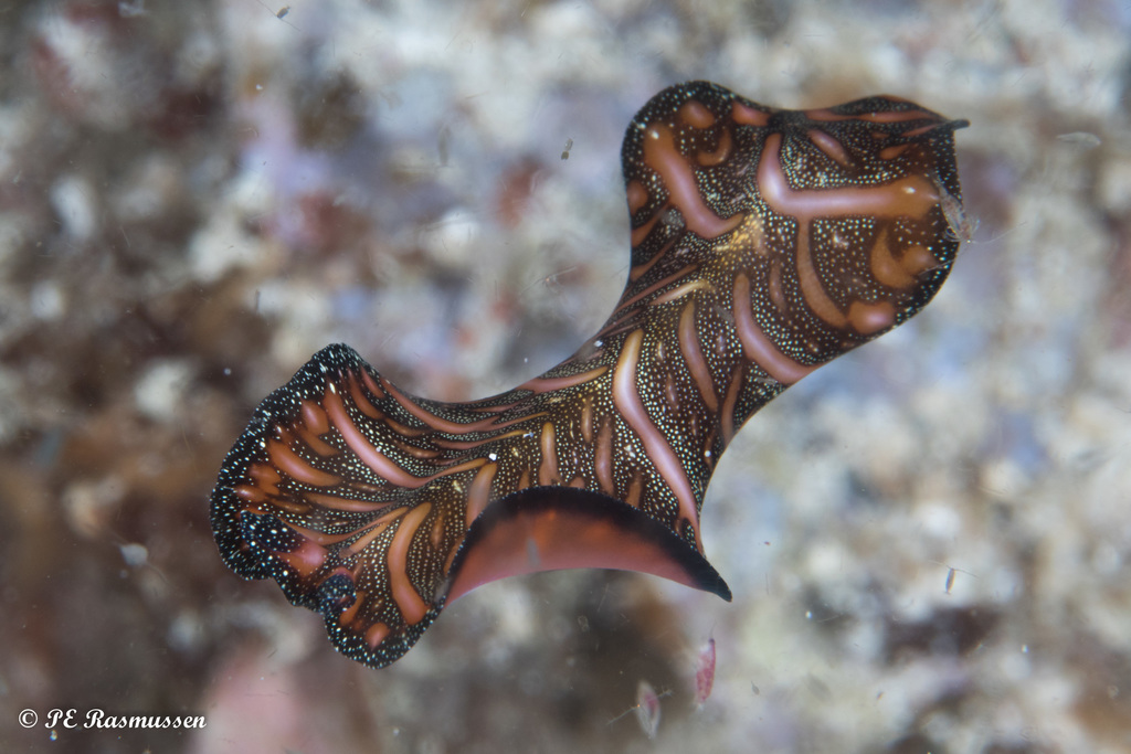 Persian Carpet Flatworm