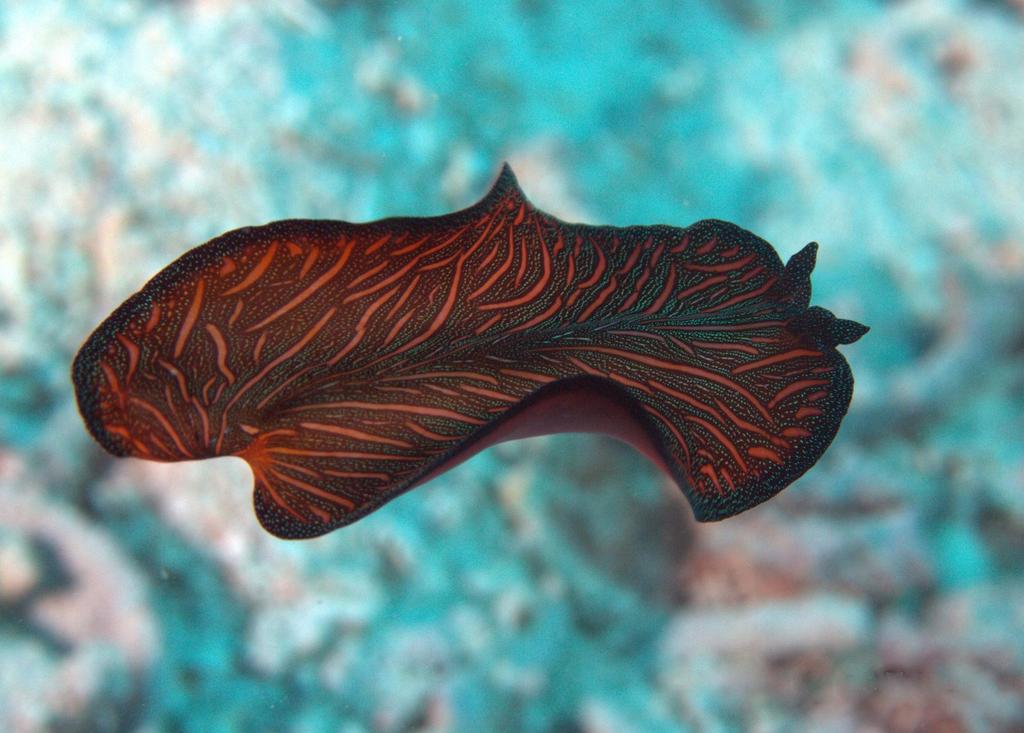 Persian Carpet Flatworm