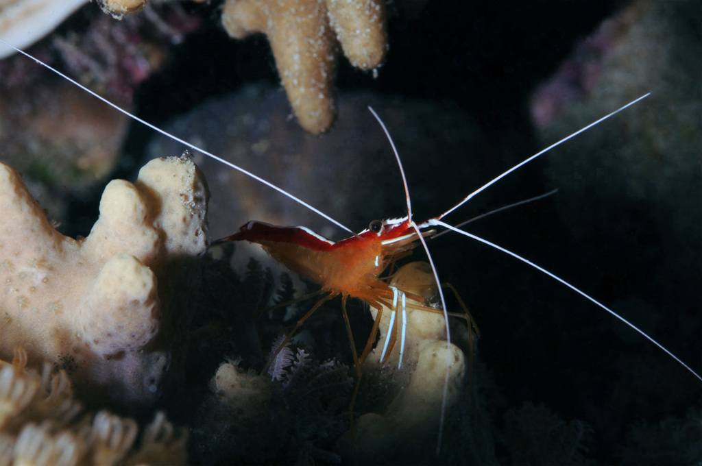 Ambon Cleaner Shrimp