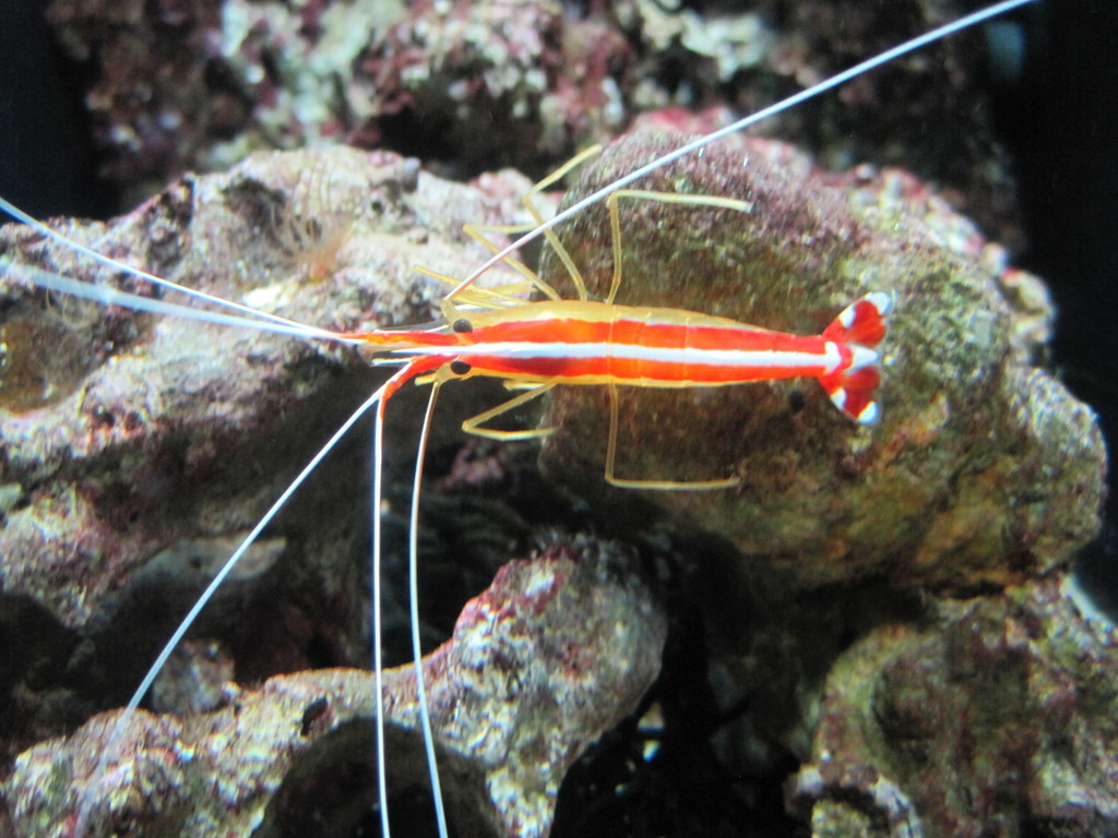 Ambon Cleaner Shrimp