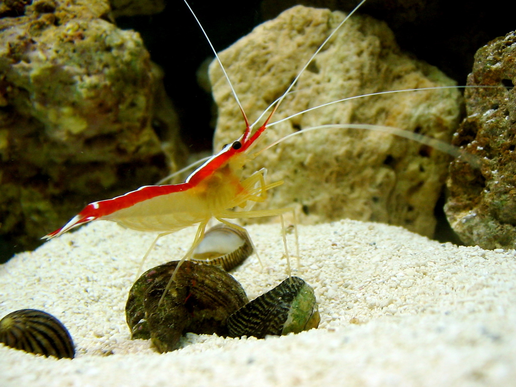 Ambon Cleaner Shrimp