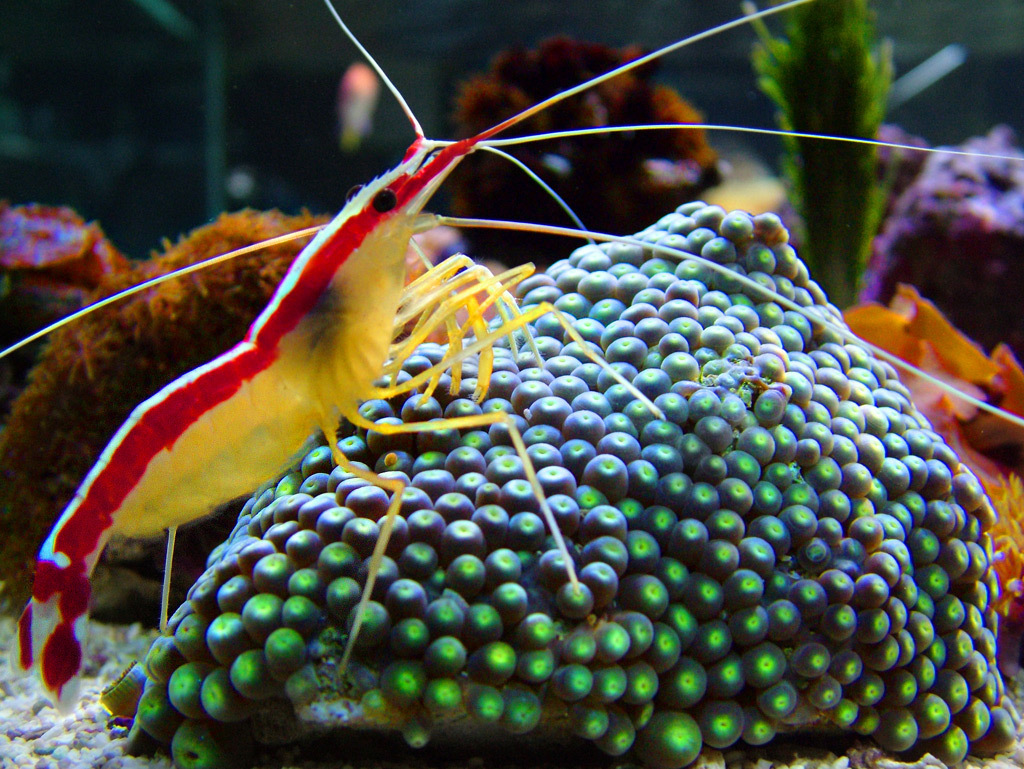 Ambon Cleaner Shrimp