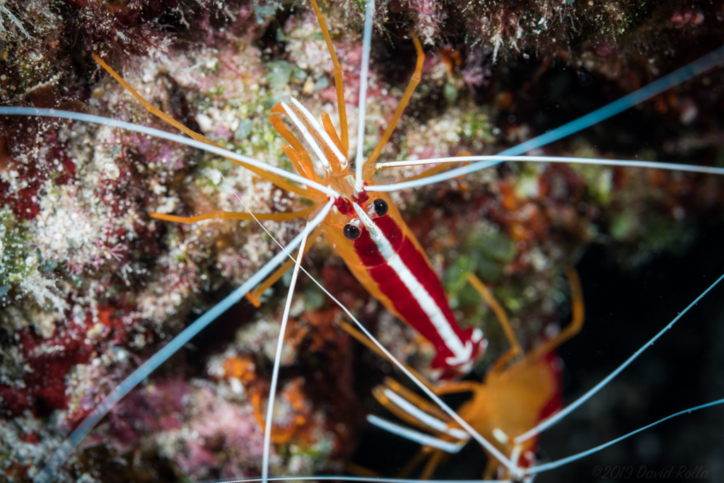 Ambon Cleaner Shrimp