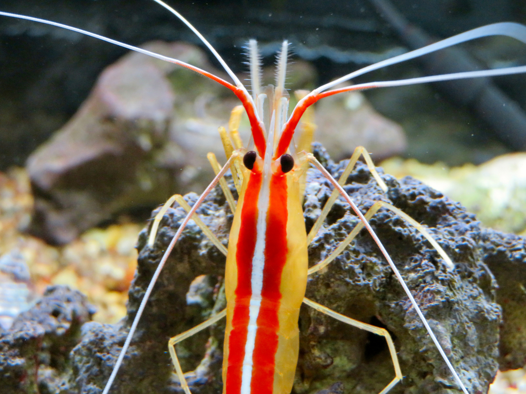Ambon Cleaner Shrimp