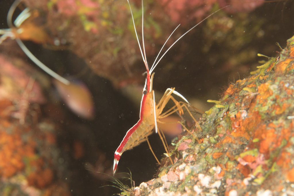 Ambon Cleaner Shrimp