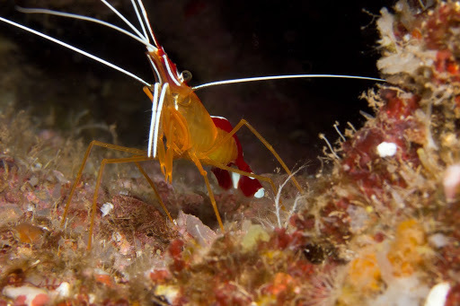 Ambon Cleaner Shrimp