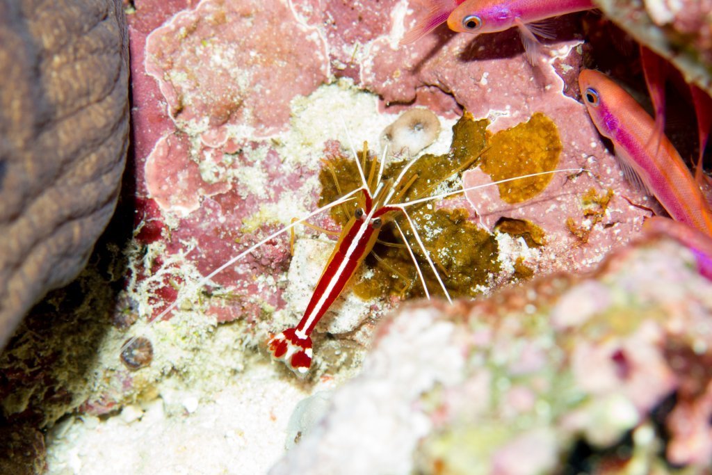 Ambon Cleaner Shrimp