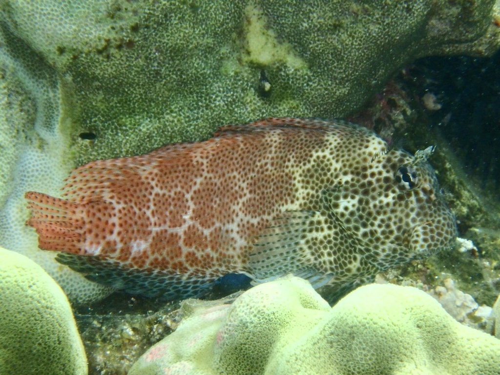 Leopard Blenny