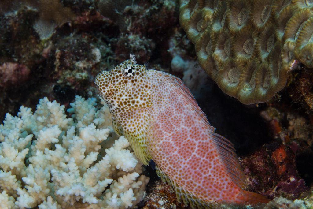Leopard Blenny