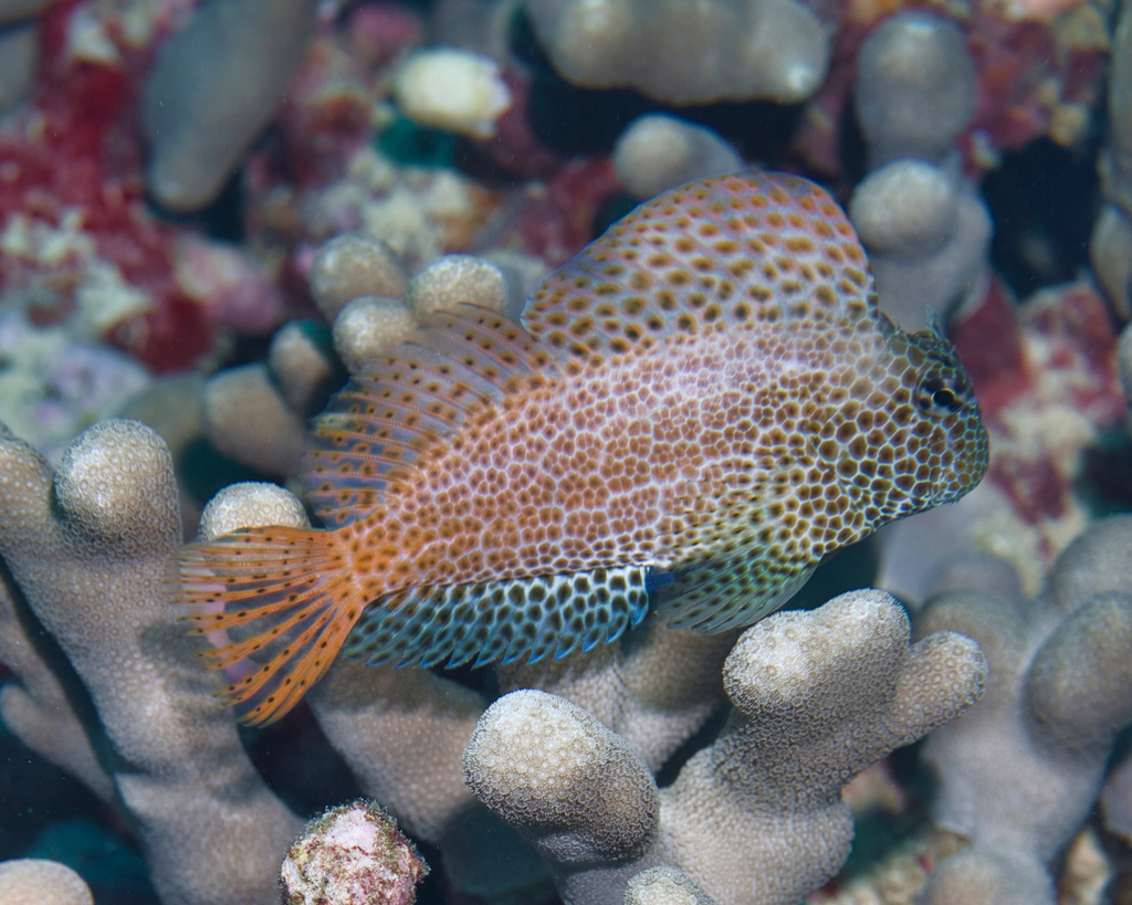 Leopard Blenny