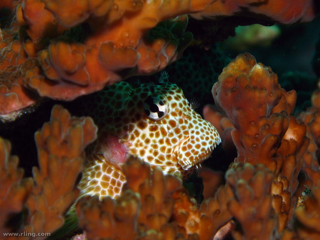 Leopard Blenny