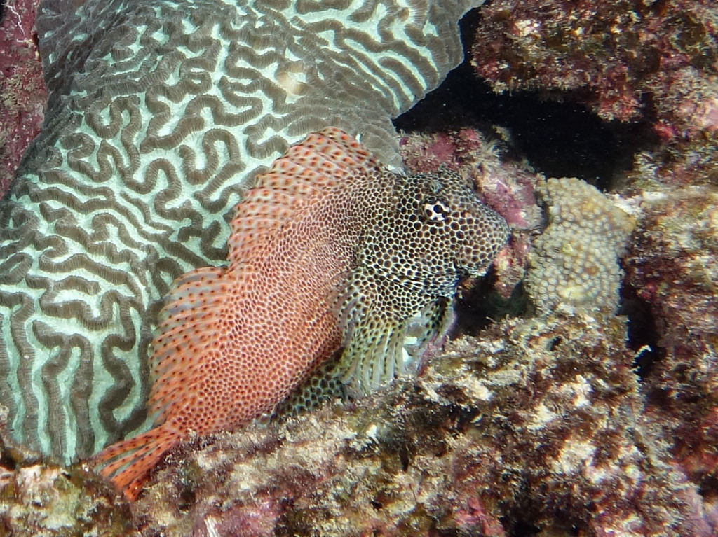 Leopard Blenny