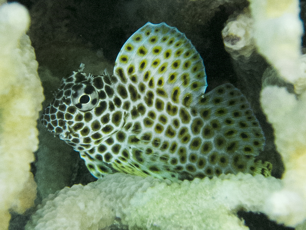 Leopard Blenny