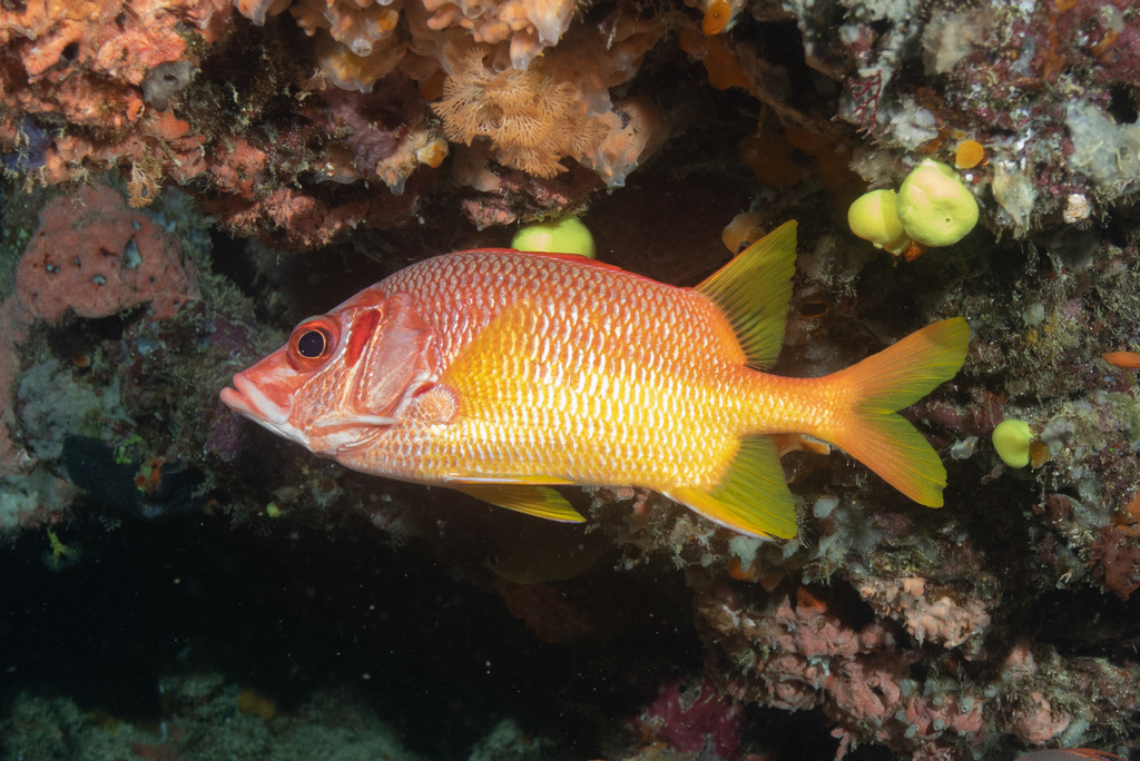 Sabre Squirrelfish