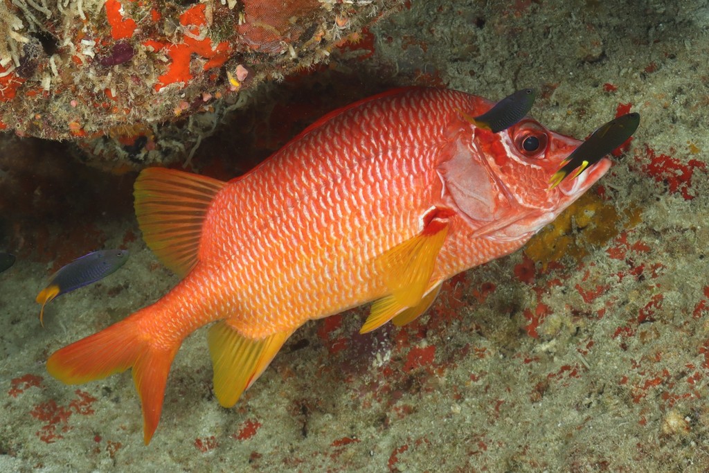 Sabre Squirrelfish