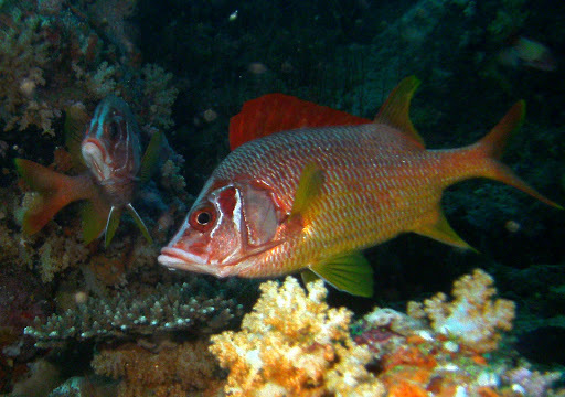 Sabre Squirrelfish