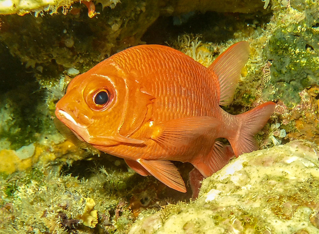 Sabre Squirrelfish