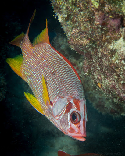 Sabre Squirrelfish