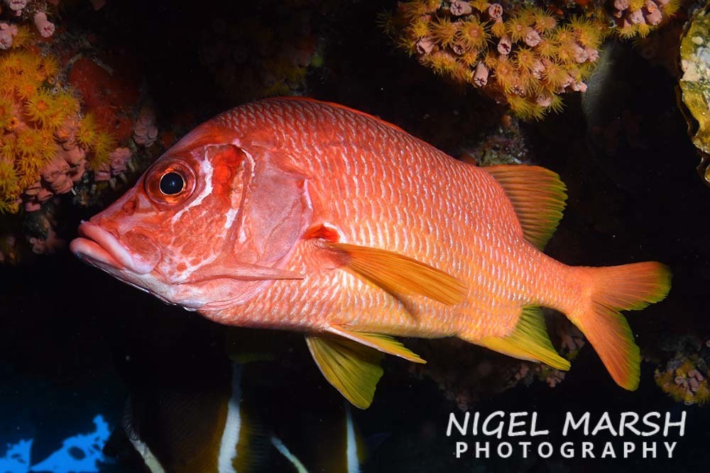Sabre Squirrelfish