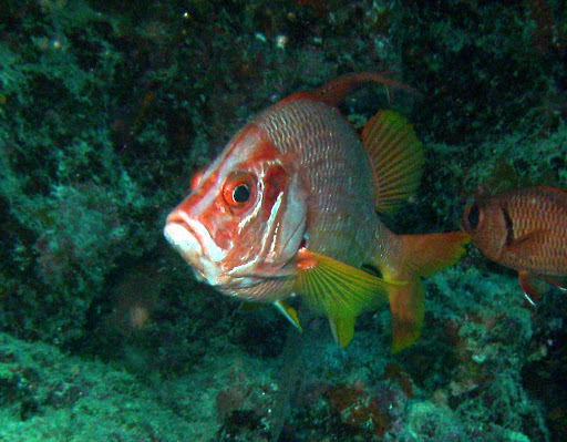Sabre Squirrelfish