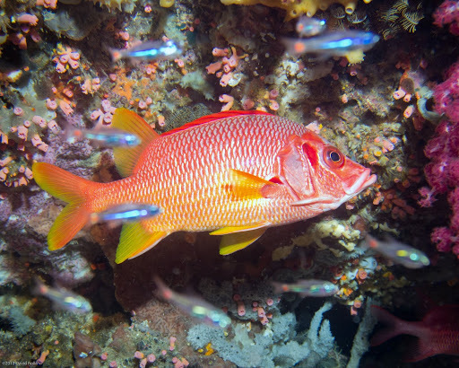 Sabre Squirrelfish