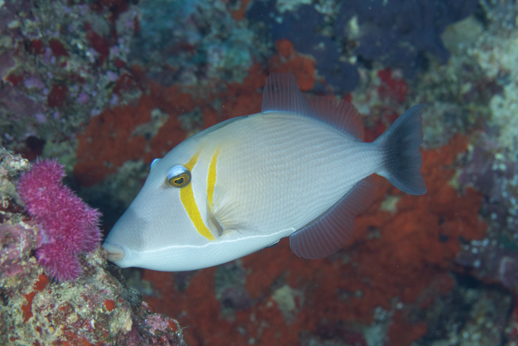 Lei Triggerfish