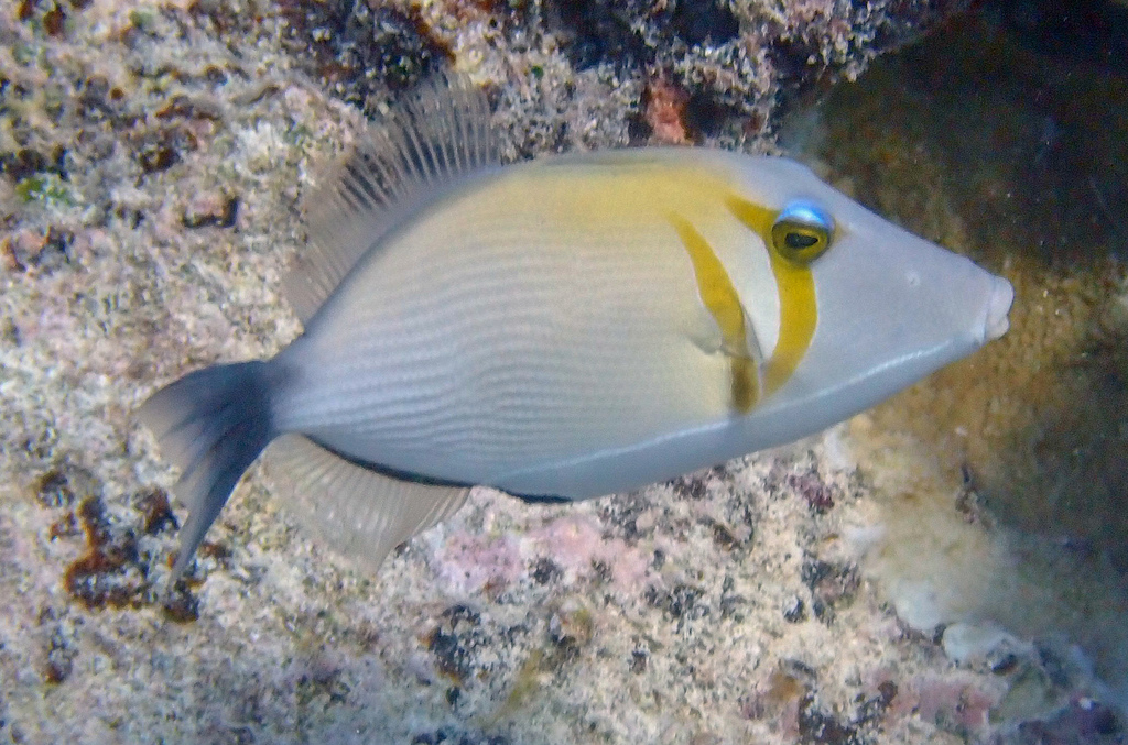 Lei Triggerfish