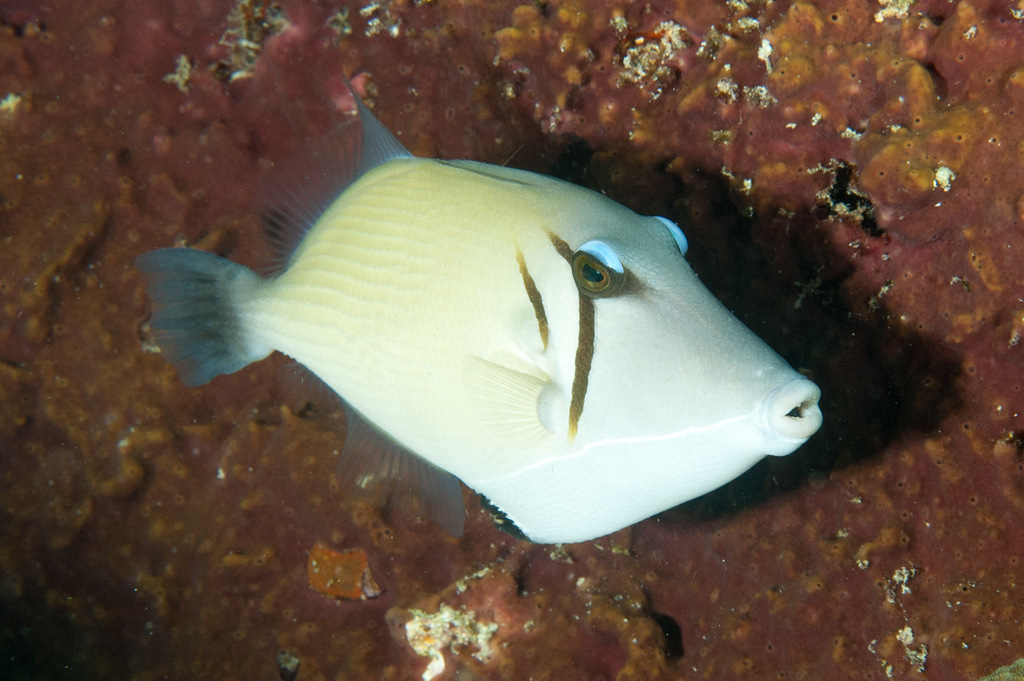 Lei Triggerfish