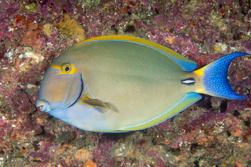 Eyestripe Surgeonfish
