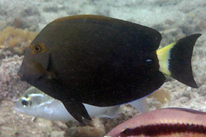 Eyestripe Surgeonfish