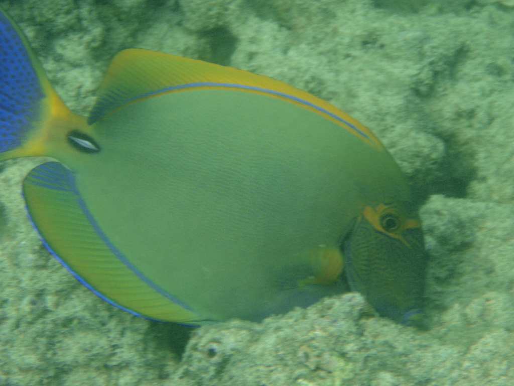 Eyestripe Surgeonfish