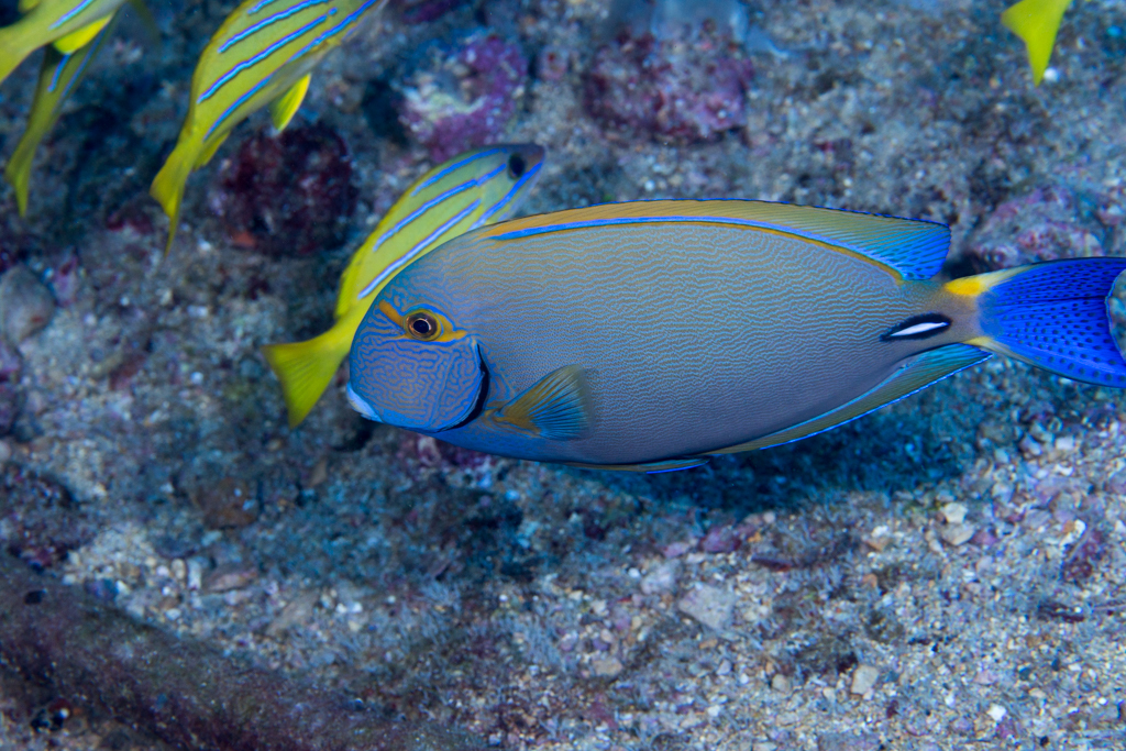 Eyestripe Surgeonfish