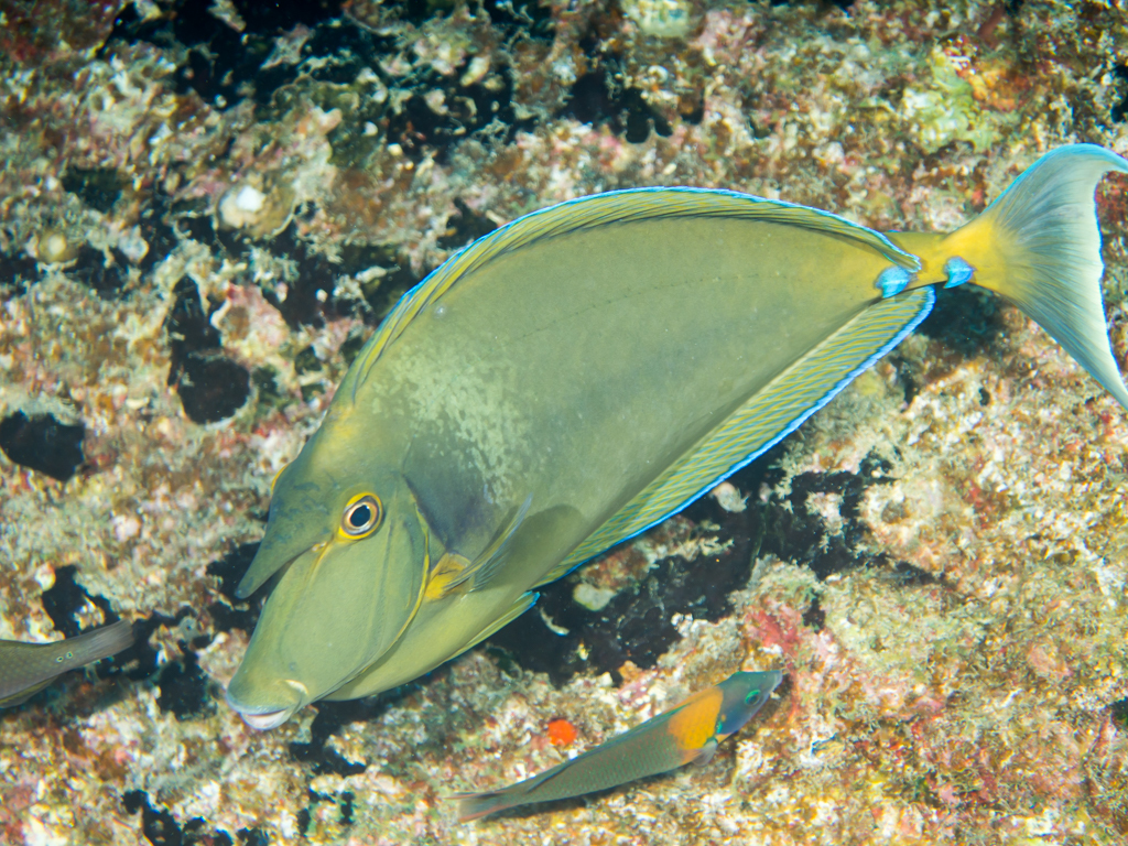 Bluespine Unicornfish