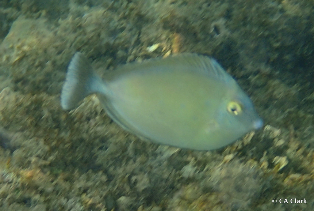 Bluespine Unicornfish